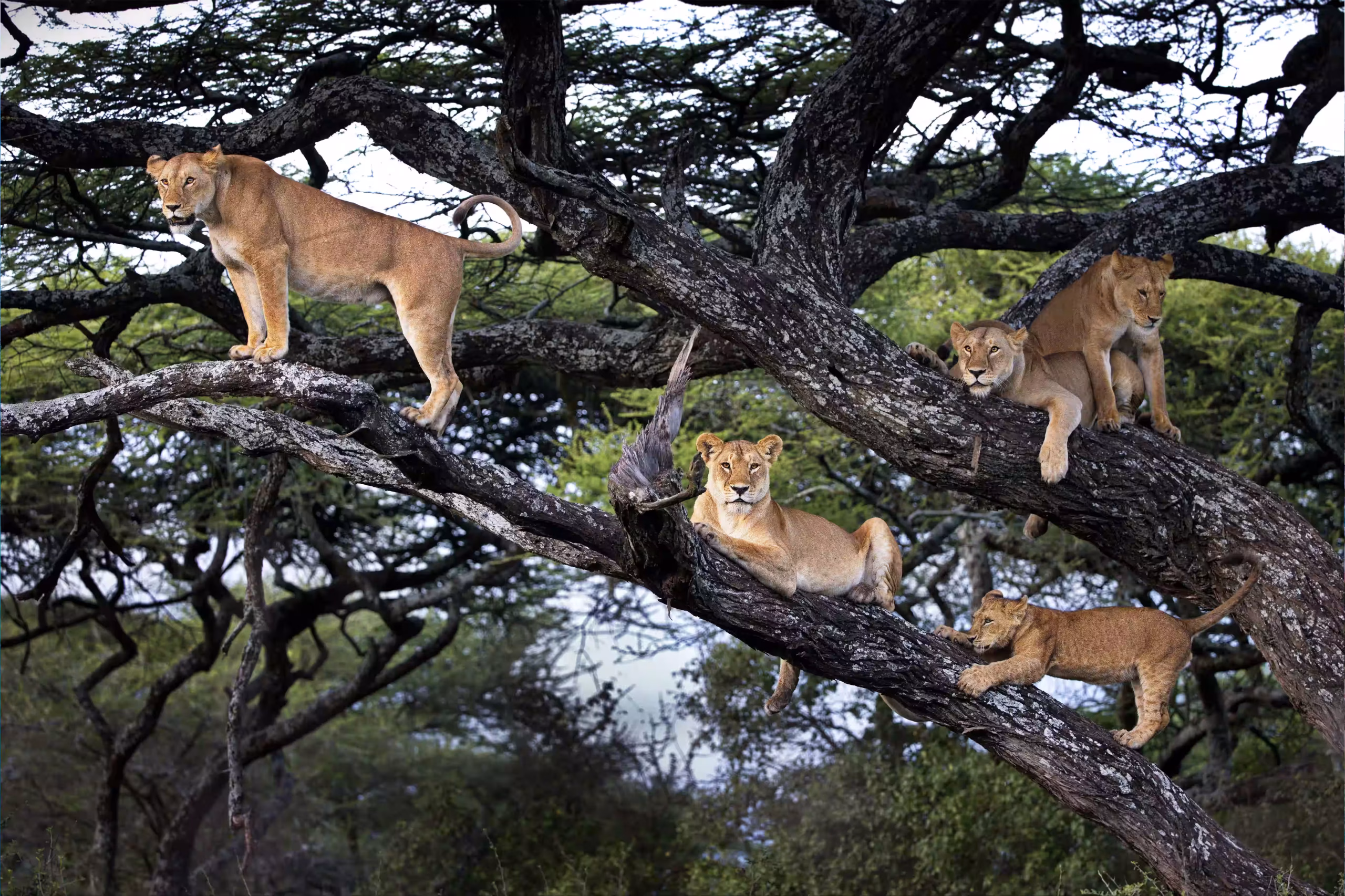 lion