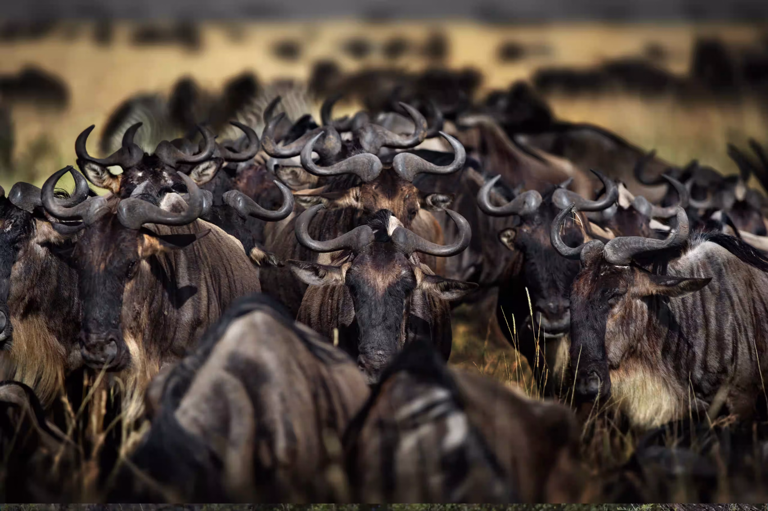 migration